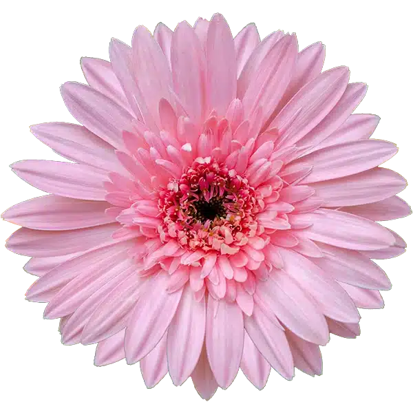 A close-up image of a vibrant pink gerbera daisy with numerous delicate petals radiating from its dark pink center, symbolizing the nurturing touch of a Self Care Coach. The background is transparent
